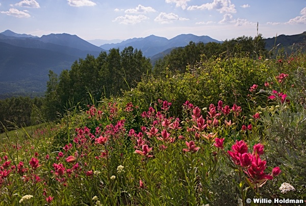 Indian Paintbrush Crest 071214