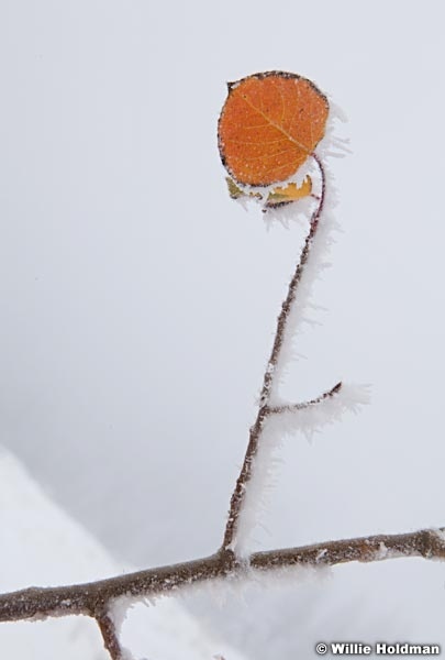 Aspen leaf frost 100812 122