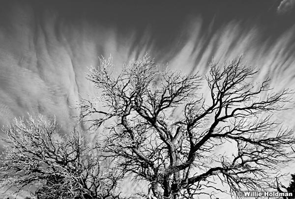 treecloudsBW1101710 29