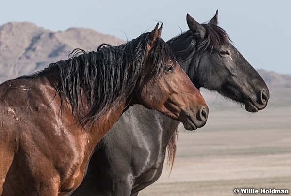 Two mustangs Side By Side 051621 9597