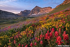 Timpanogos Wildflowers 072018 2893 2 2