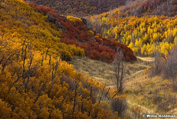 Scrub Oak Colors 101416 1