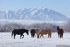 Horses Pasture Heber 111212 306