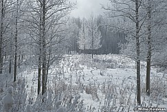 Frosty Aspens Winter 010524 2511