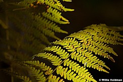 Closeup Ferns 092912 2116