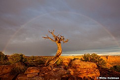 TreeRainbow070811 9660