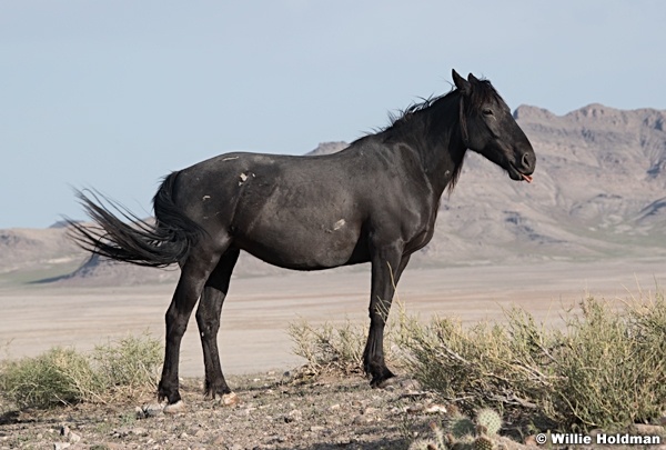 Mustang Tongue 051621 9585