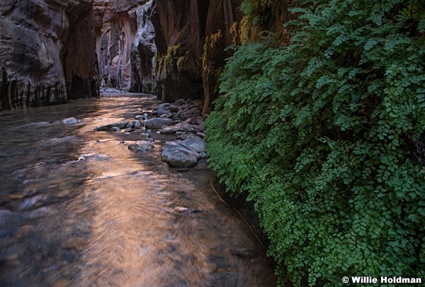 Ferns in Narrows 110619 4758 3