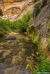 Escalante Yellow Monley Flowers 2